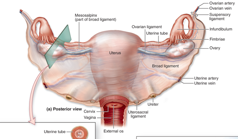 ovary