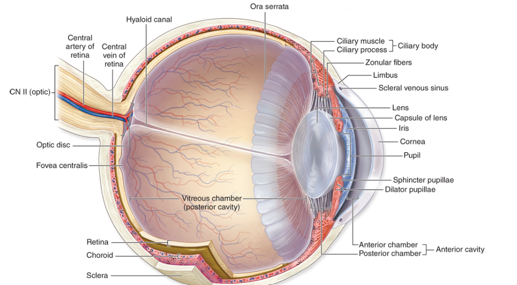 eye